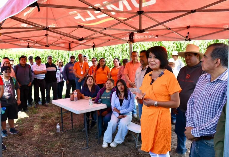 Producen estudiantes de la UTH catorce toneladas de maíz
