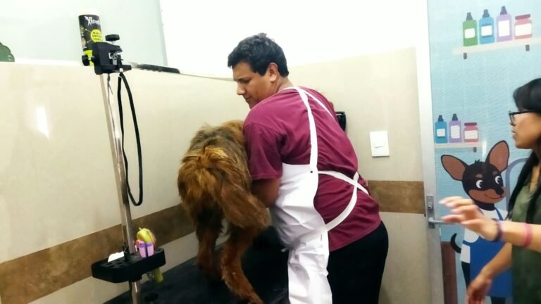 Galería: SEDIF mantiene bajo resguardo a siete caninos por presunto maltrato