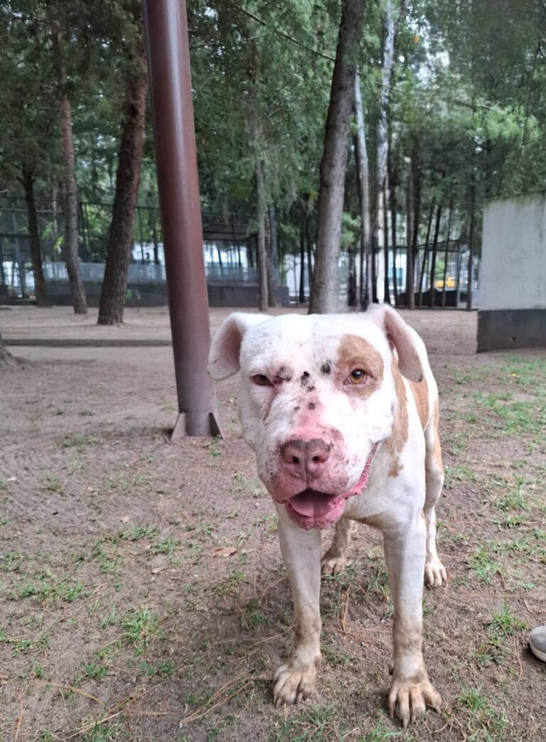 SEDIF asegura a Malfoy y Spike tras denuncia ciudadana por maltrato